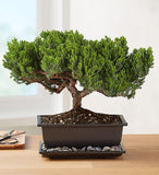 Juniper Bonsai freeshipping - betonier