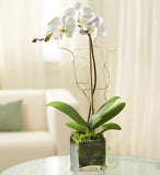 Elegant Orchid - White freeshipping - betonier